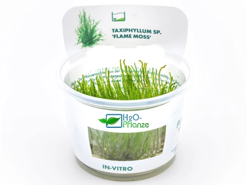 Flammen-Moos - Taxiphyllum sp. 'Flame Moss' in vitro
